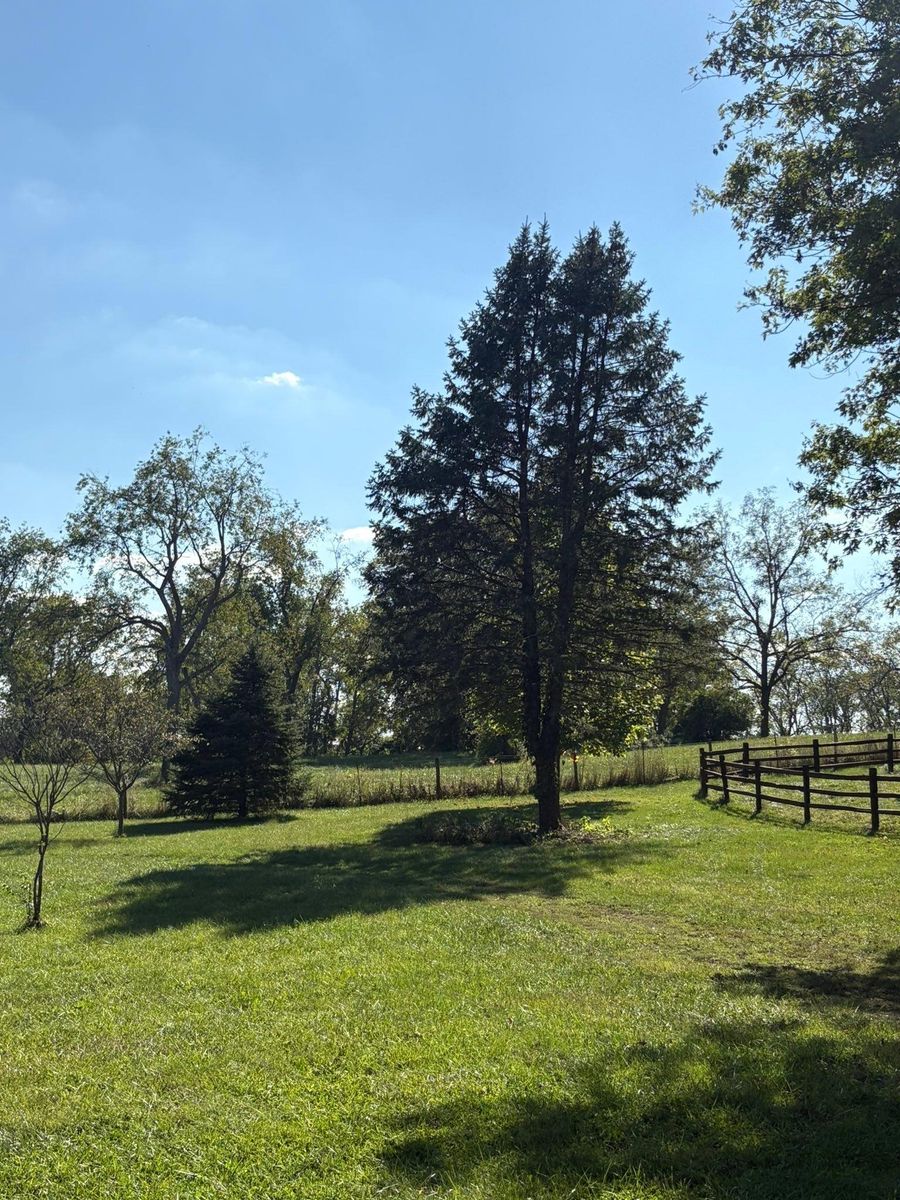Tree Trimming for Dig-It Tree Company in Mason, OH