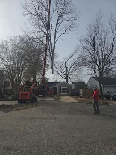 tree service for Beach Tree Care in Virginia Beach, VA