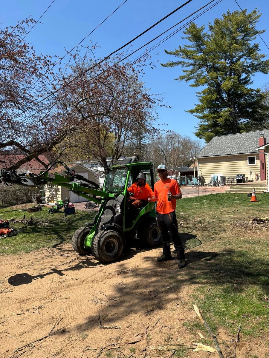 Tree Pruning for T's Trees in Albany, NY
