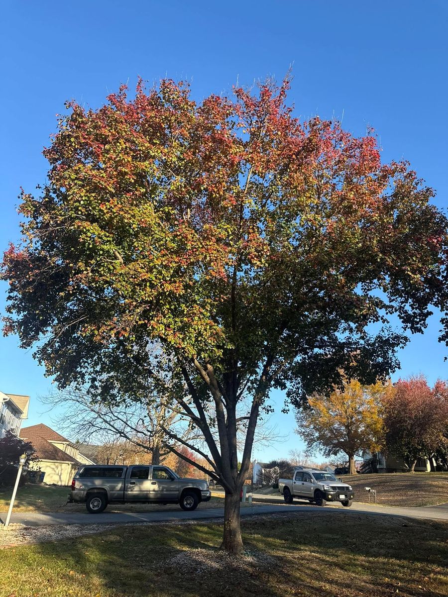 Tree Trimming for Branch Out Tree Care LLC in Fredericksburg, VA