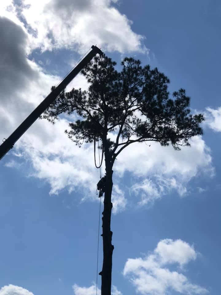 Tree Trimming for Coastal Tree & Stump in Charleston, SC