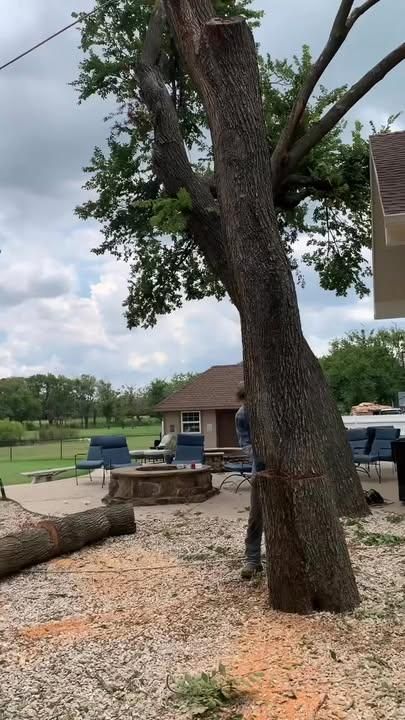 Tree Removal for Marks Tree Service in Fort Worth, TX