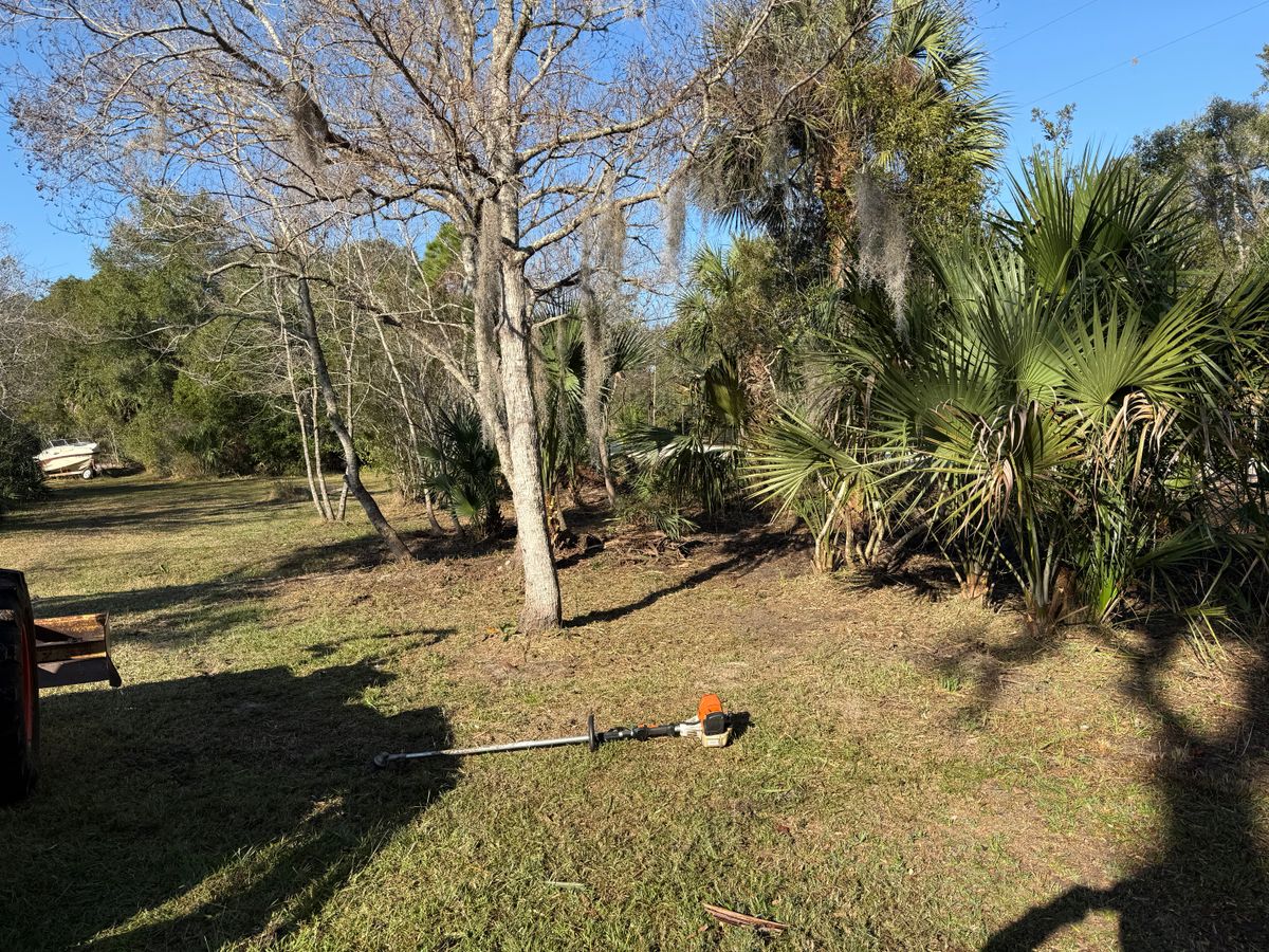 Tree Pruning for Amerigrown Tree And Lawn in Apopka, FL