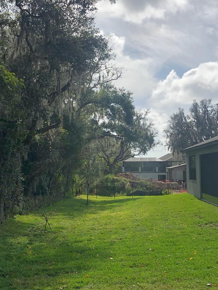 Tree and Palm trimming for Daniel Sons Landscaping &Maintenance in Tampa, Florida