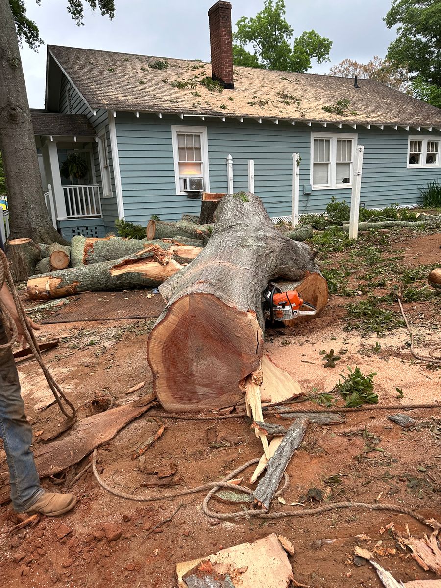 Tree Removal for ArborMax in Thomaston, GA