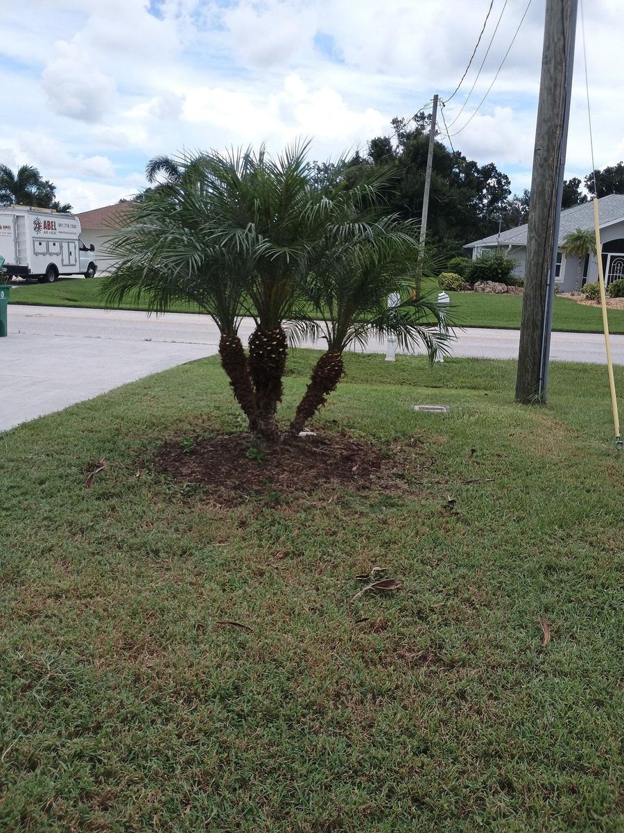 Palm Planting and Maintenance for Unity Maintenance and More LLC in Englewood, FL