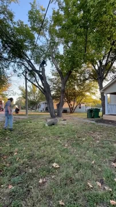 Tree Removal for Marks Tree Service in Fort Worth, TX