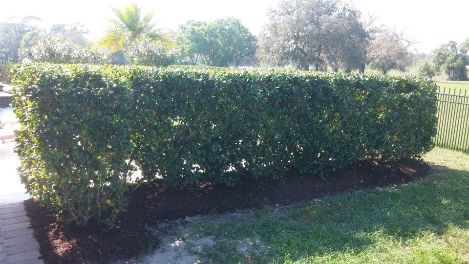 Shrub Trimming for Top Gun Lawn Care in Citrus, FL