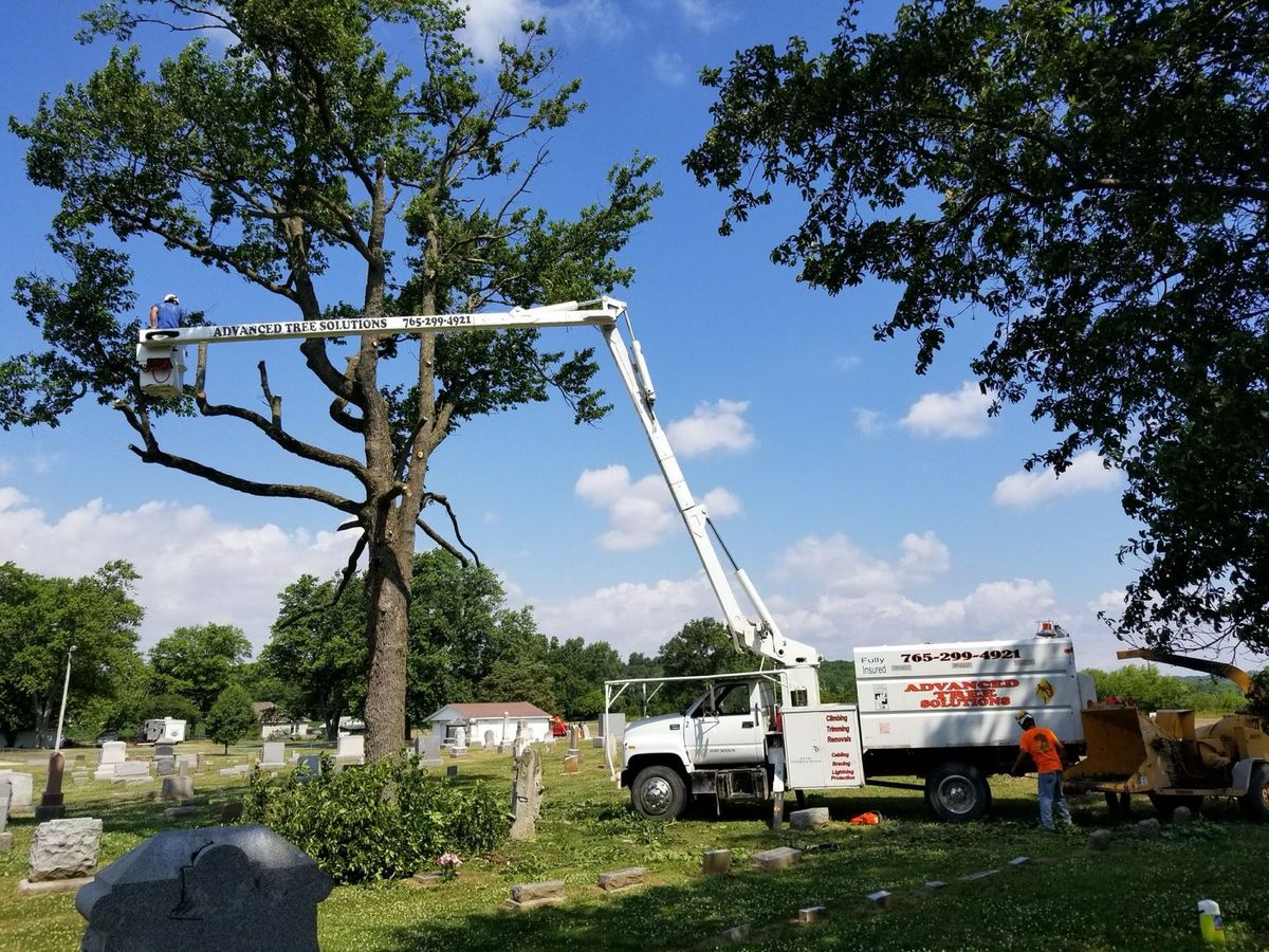 Zero Impact Approach for Advanced Tree Solutions in Rockville, IN