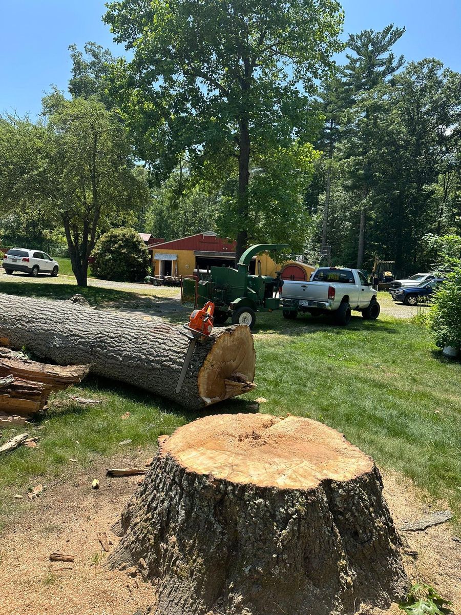 Tree Removal for Silver City Tree and Landscape in Taunton, MA
