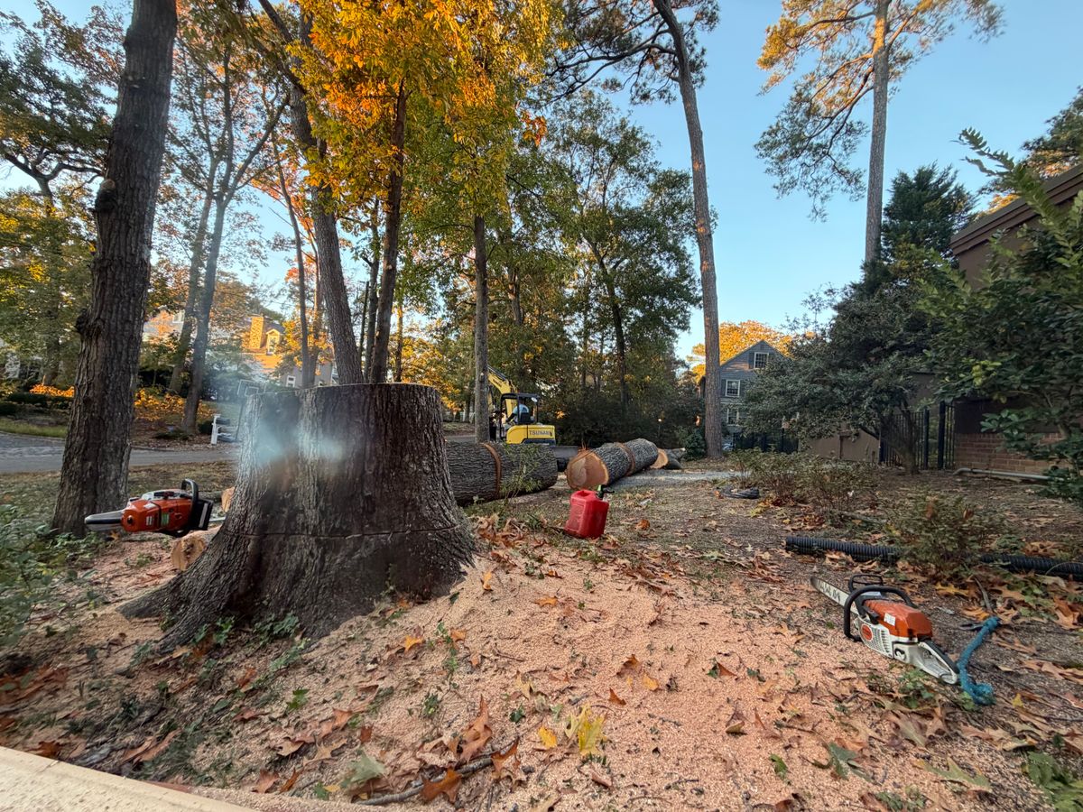 Tree Removal for Tidewater Tree Service in Chesapeake, VA