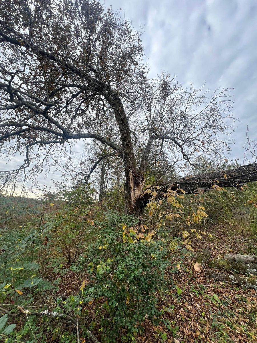 Fall Clean Up for Brooks Tree Service, LLC in Casar, NC