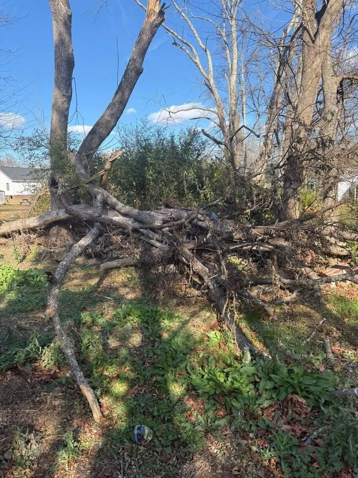 Tree for Southern Pride Development in Blythewood, SC