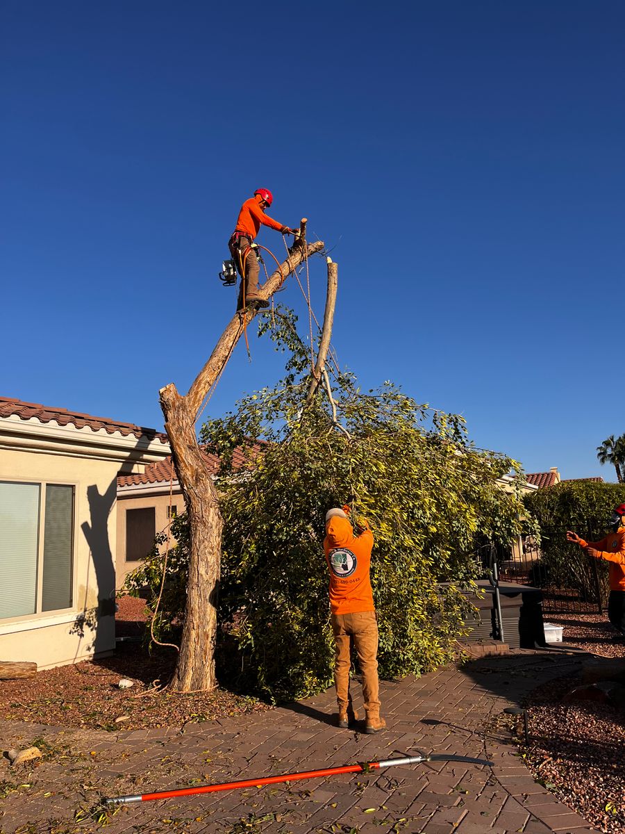 Trimming & Pruning Services for AZ Tree & Hardscape Co in Surprise, AZ