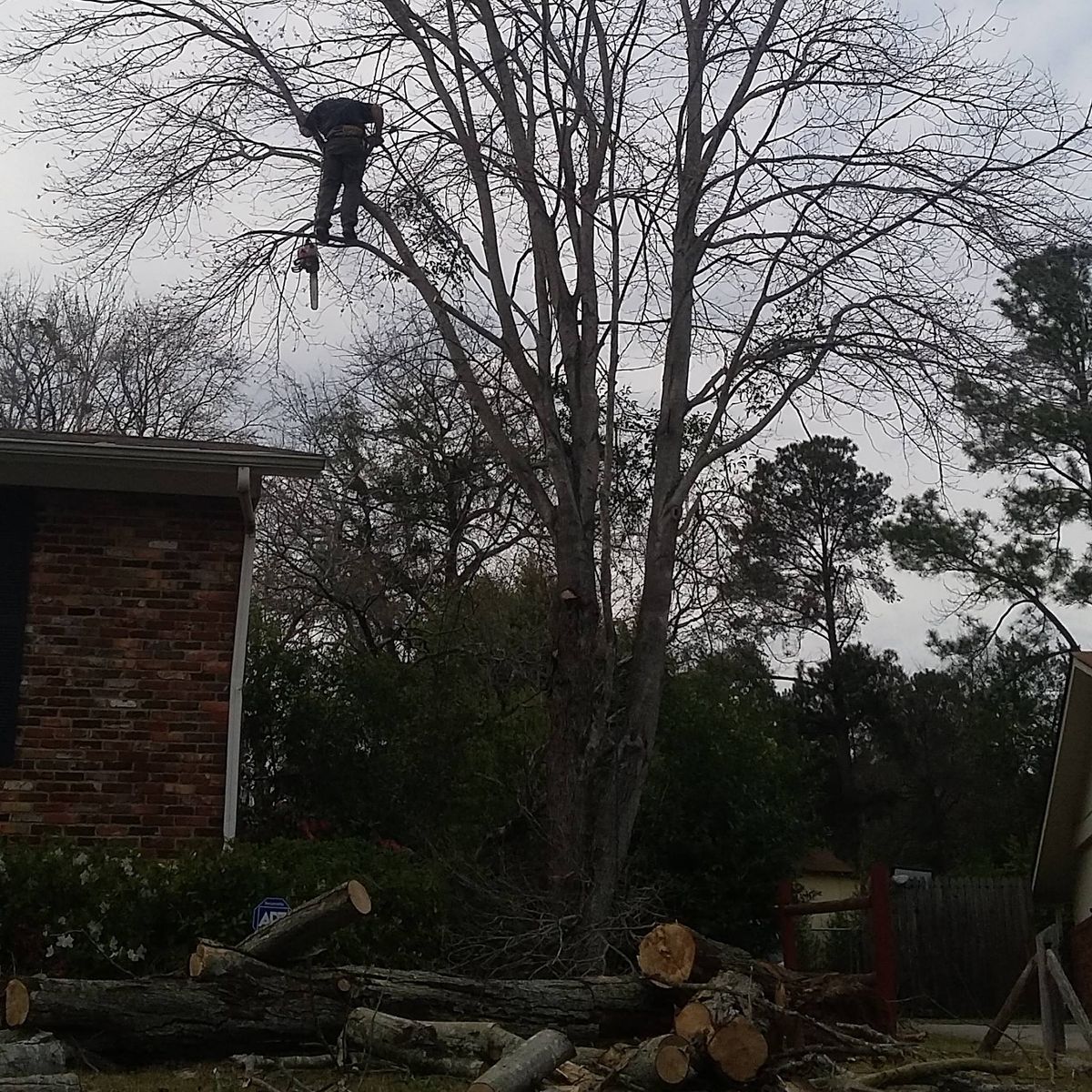 Tree Removal & Pruning for E.P.I Lawncare & Pressure Washing  in Augusta, GA