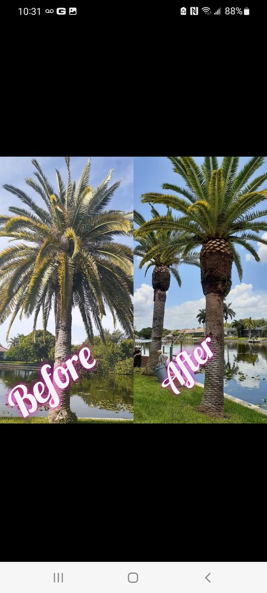 Tree Trimming for Advanced Landscaping Solutions LLC in Fort Myers, FL