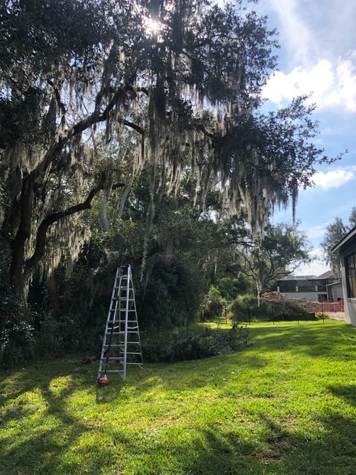 Tree and Palm trimming for Daniel Sons Landscaping &Maintenance in Tampa, Florida