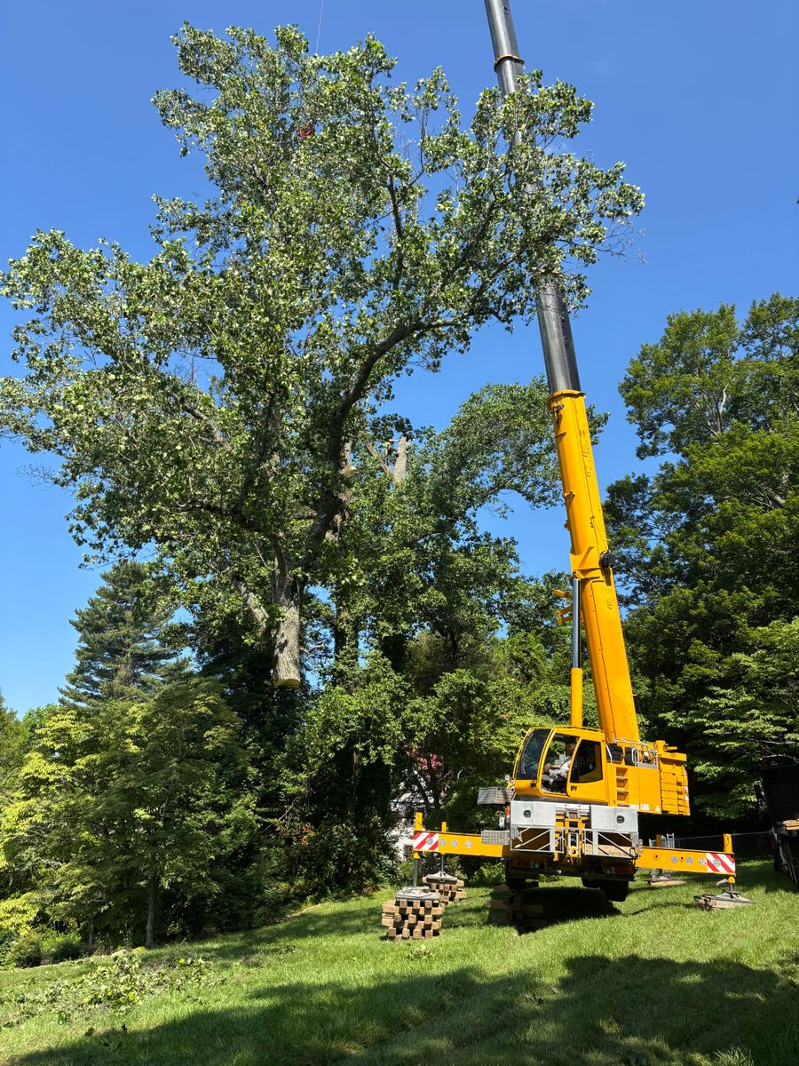 Landscaping for Andy's Tree Service in Zirconia, NC