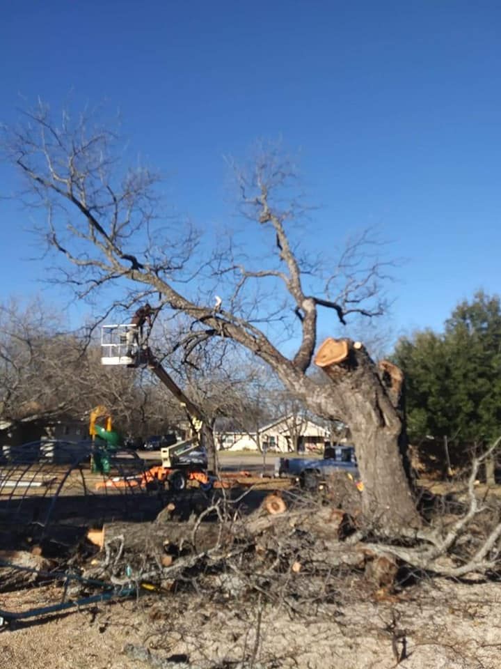 Tree Removal for Superior Lawn and Tree LLC in Clifton, TX