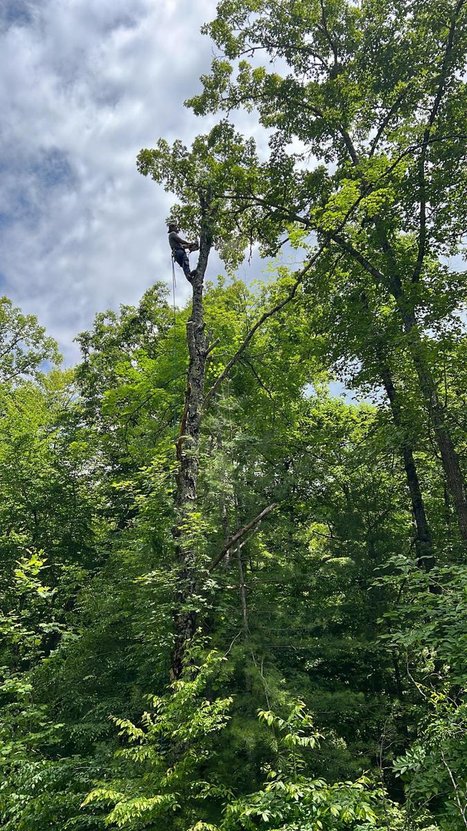 Tree Climbing Services for Brothers Tree Service in Burnsville, NC