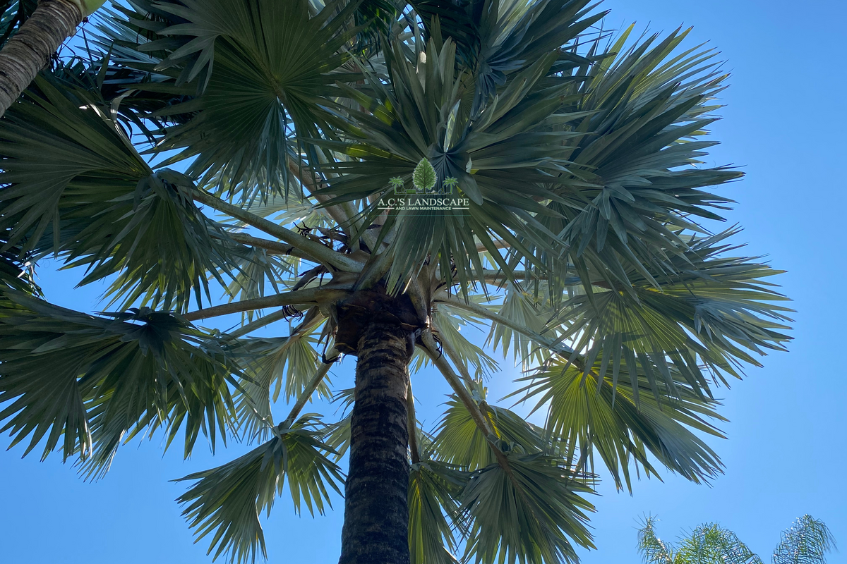 Palm Trimming for A.C.'s Landscape and Lawn Maintenance in   Coral Springs, FL