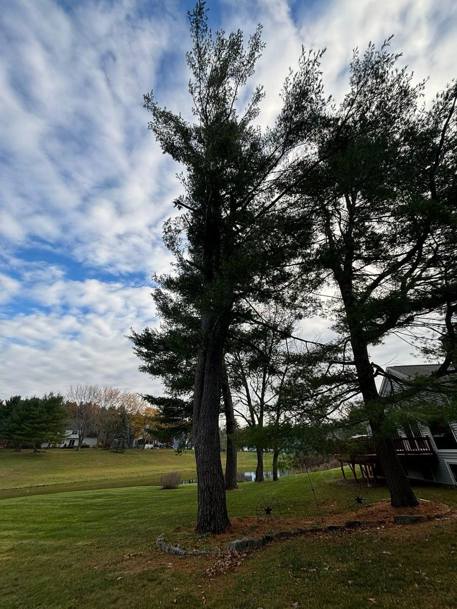 Tree Removal for T's Trees in Albany, NY