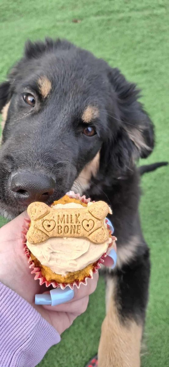 Boarding and Daycare for Curbside Clips Mobile Grooming in Roachdale, Indiana