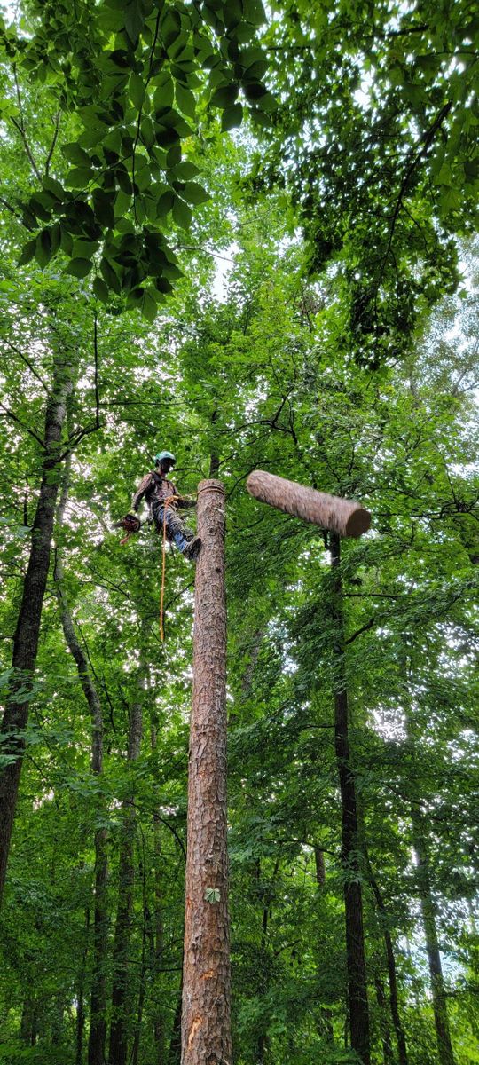 Tree Trimming & Removal for Bobcat Bob in Clermont, GA