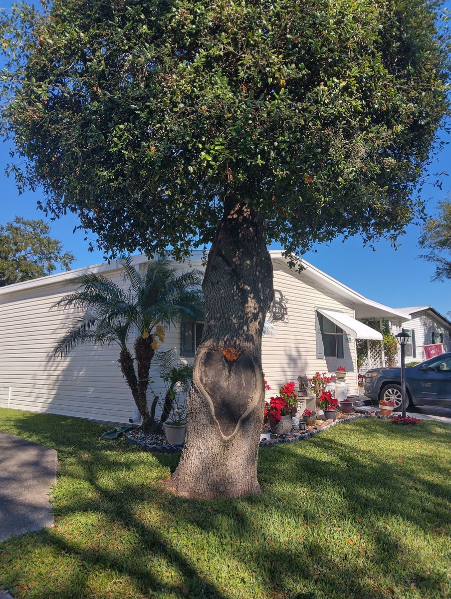 Tree Trimming for Bills Tree Service in Valrico, FL