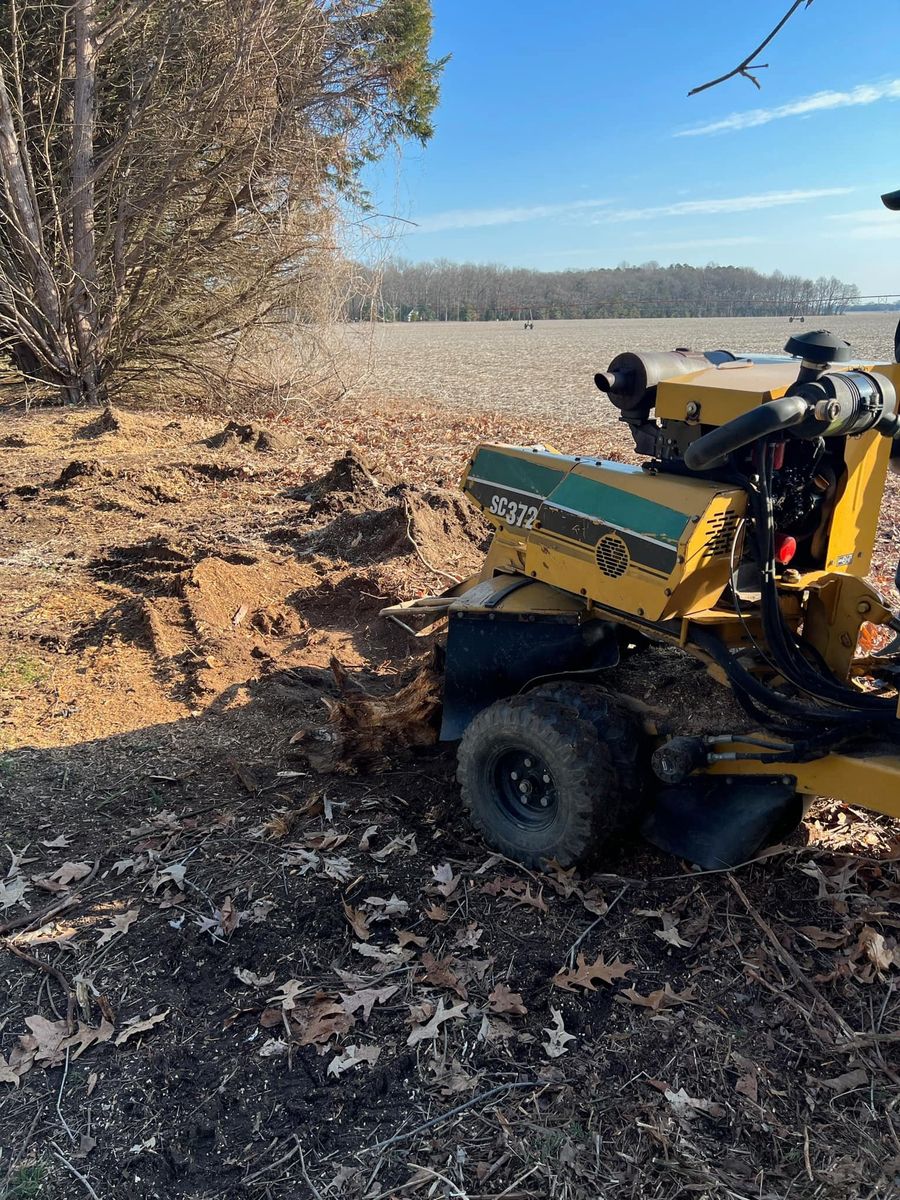 Stump Removal for Loockerman's Tree and Stump Removal in Dover, DE