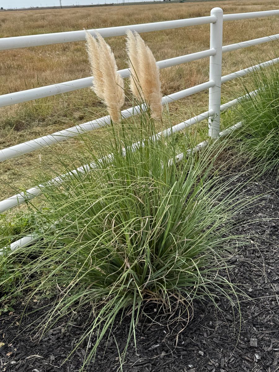 Tree Installations for R&J Hydromulch in Booker, TX