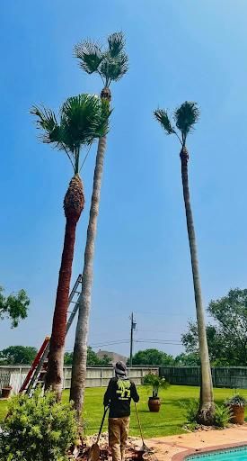 Tree Trimming for Johnnys Pro Cutters in Corpus Christi, TX
