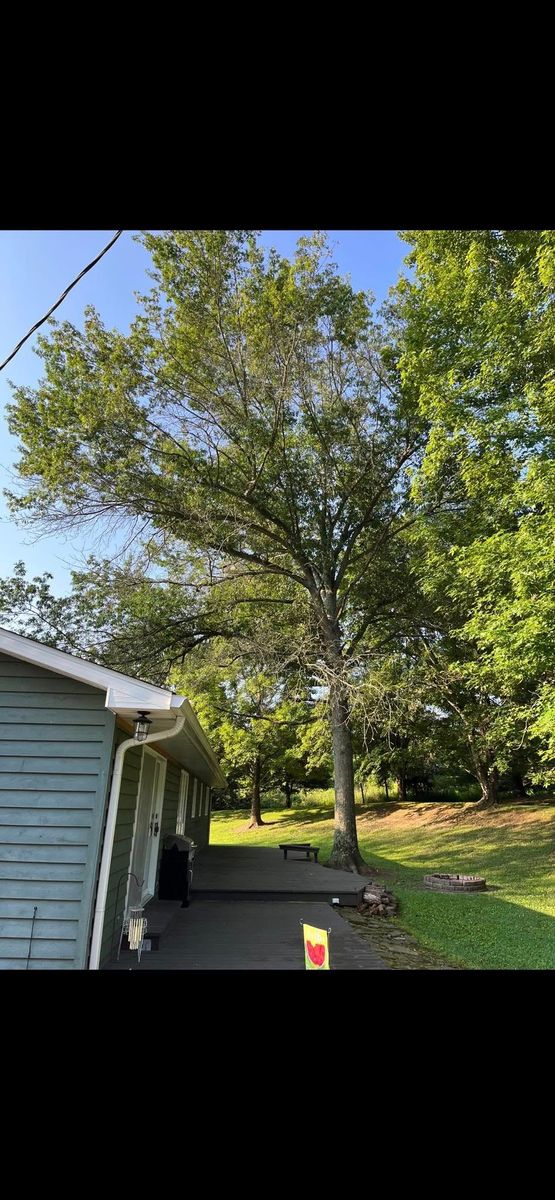 Emergency Tree Services for Hendricks Tree Service in Belleville, IL