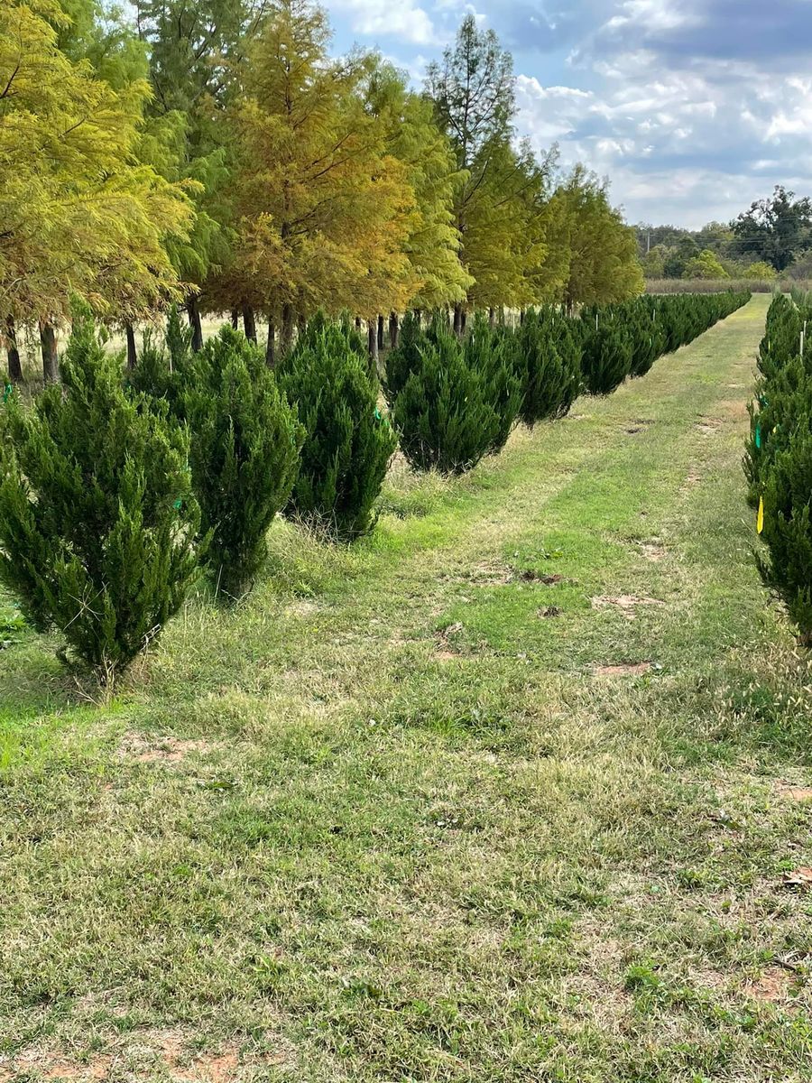 Tree Installations for R&J Hydromulch in Booker, TX