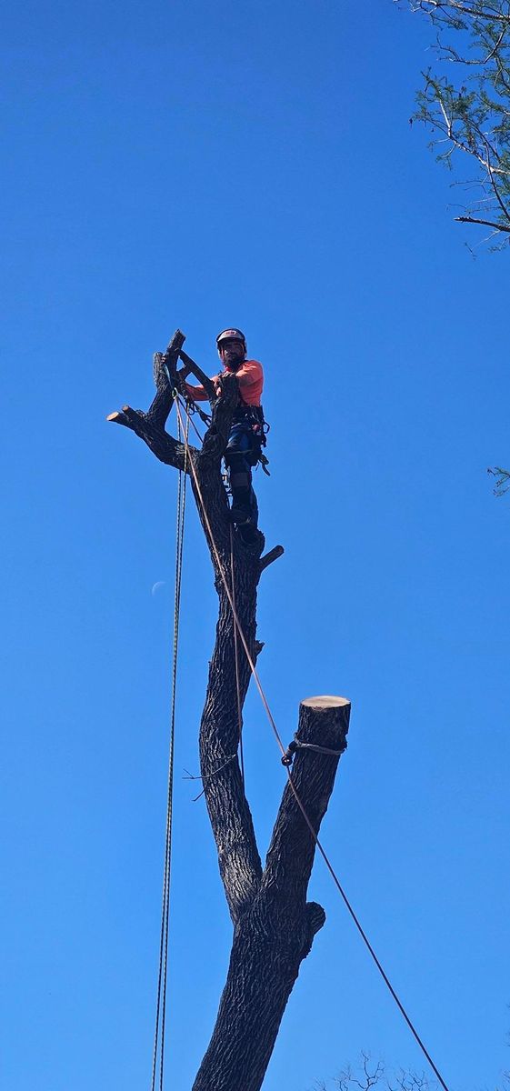 Tree Trimming for Servin's Tree Care  in Houston, TX