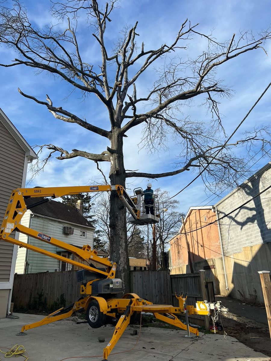 Tree Trimming for Lux Arbor Tree Services in Harrisonburg, VA