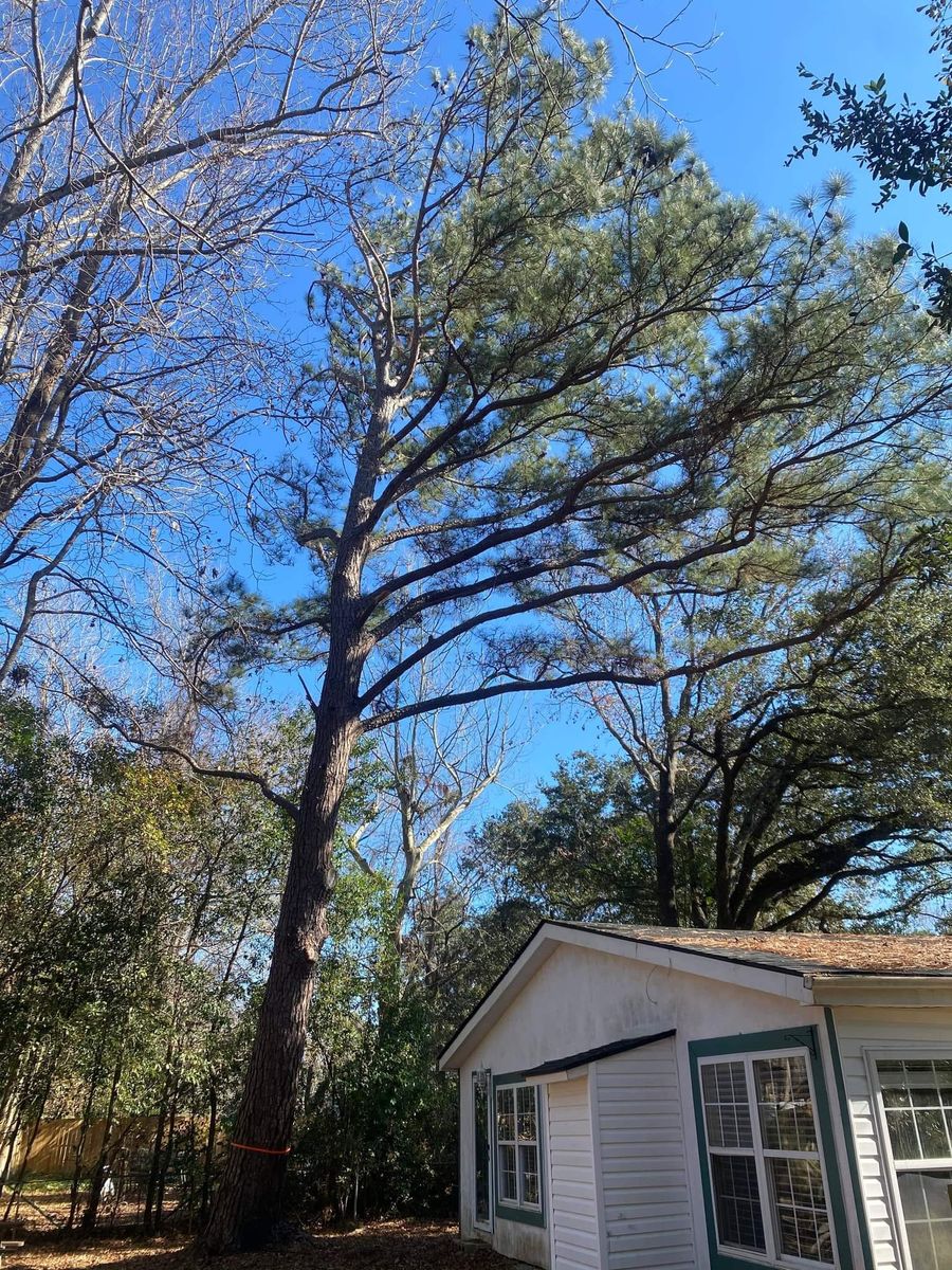 Tree trimming for Carolina Pros in Goose Creek, SC