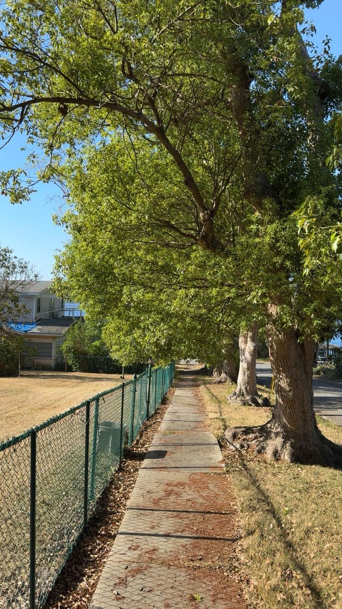 Tree Trimming for A-1 Arbor Tech in Groveland, FL