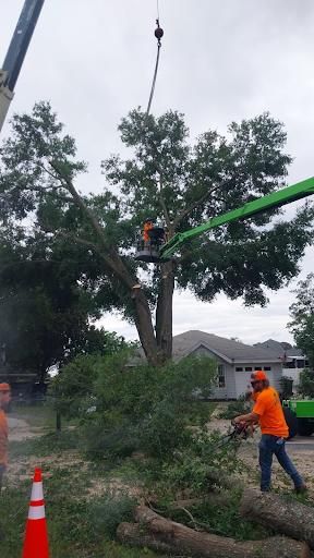 Tree Removal for Daniel Hickey’s Tree Service in DeLand, FL