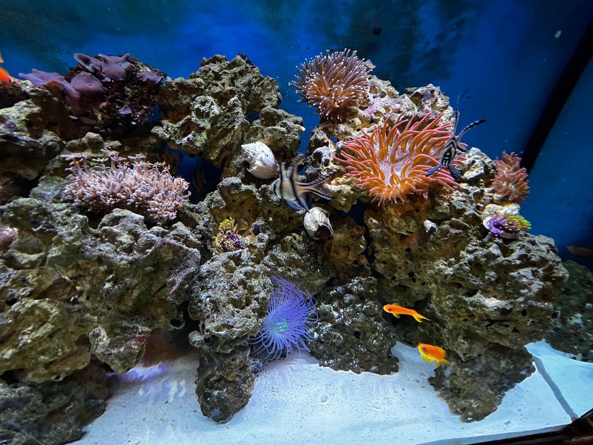 Reef Tanks for Aquariums by Sharyn in The State of Florida, FL