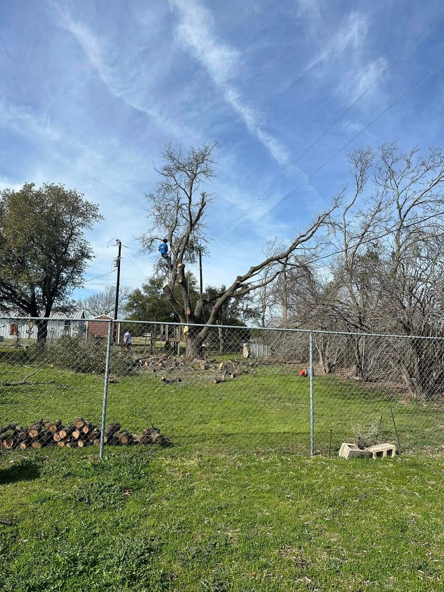 tree service- trimming and removals for CrossCut in Kempner, TX