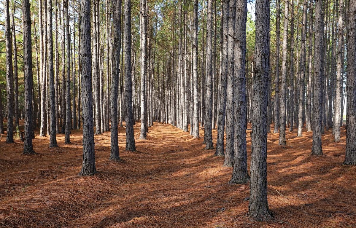 Forestry Mulching for Bobcat Bob in Clermont, GA