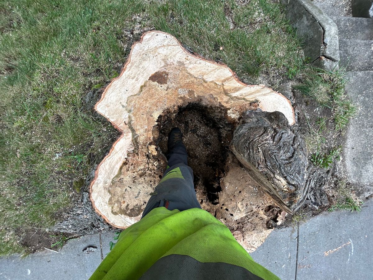 Tree Removal for S.H. Tree Service LLC in Hilton, NY