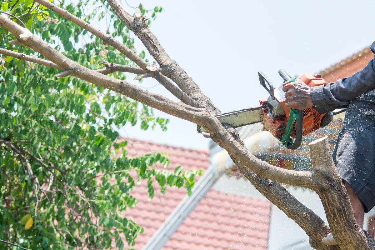 Tree Trimming for JLP Home & Commercial Services, LLC in College Station, Texas