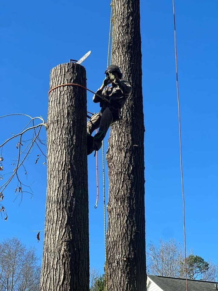 Tree Removal for Pedro's Tree Removal in Charlotte, NC