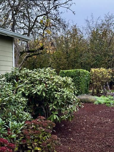 Tree Trimming for Willamette Landscaping & Tree Services in Albany, OR