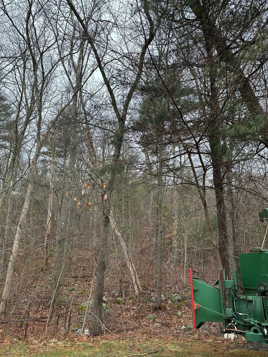 Firewood  for Silver City Tree and Landscape in Taunton, MA