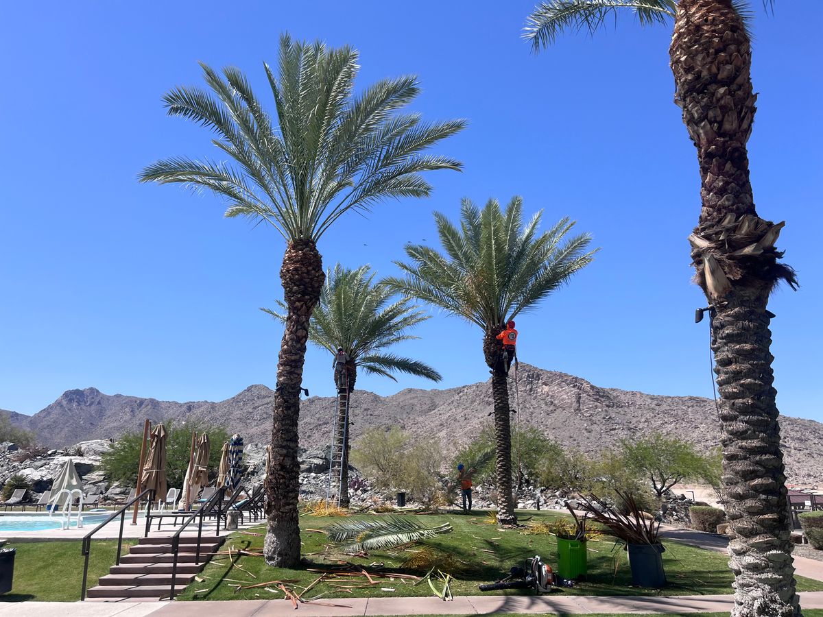 Palms Trimming for AZ Tree & Hardscape Co in Surprise, AZ