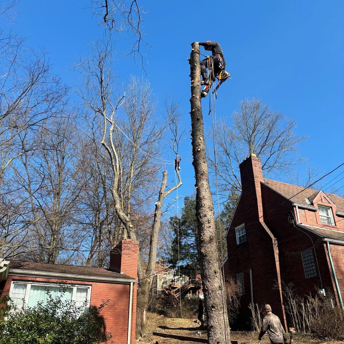 Tree Removal for Mark's Multiple Landscaping in Pittsburgh, PA