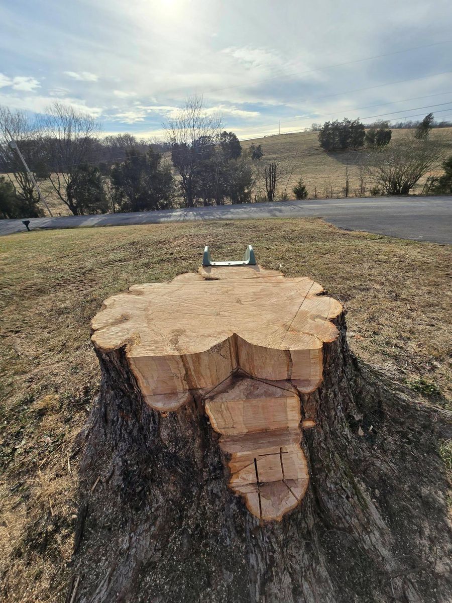 Stump Removal for M&L Lumber and Excavating in Jonesborough, TN